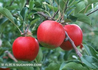 苹果高清图片设计素材