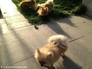 阳光中美丽可爱的萌宠博美犬图片素材