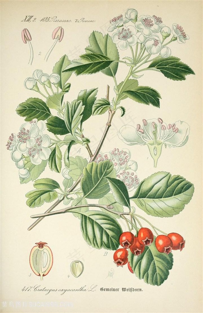 树叶花卉植物装饰画
