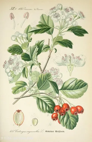 树叶花卉植物装饰画