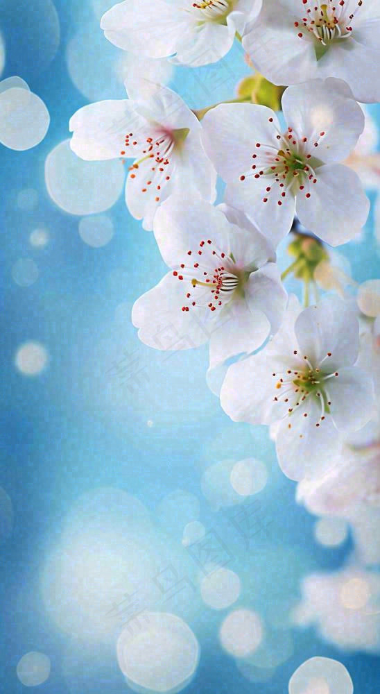 蓝色浪漫白色樱花花朵枝叶，立春惊蛰春分摄影图(816x1488)