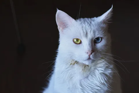 布偶猫异瞳图片 布偶猫异瞳图片