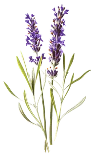 复古手绘植物花卉玫瑰花PNG免扣图案高清图片PS设计素材图