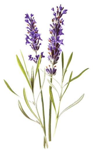 复古手绘植物花卉玫瑰花PNG免扣图案高清图片PS设计素材图