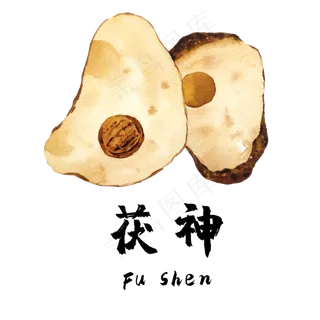 手绘草本中药药材茯神