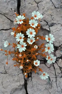 山野景色小碎花 山野景色小碎花