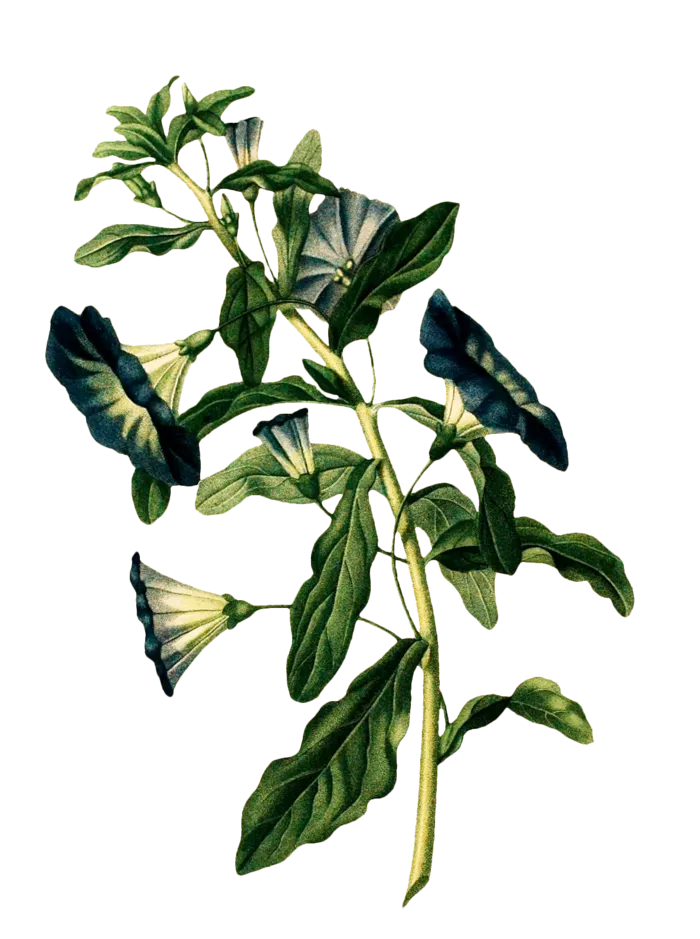 复古手绘植物花卉插画 免抠