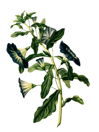 复古手绘植物花卉插画 免抠