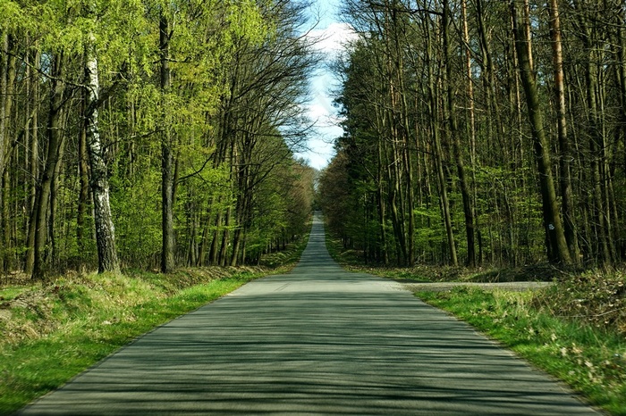 林间公路美景图片