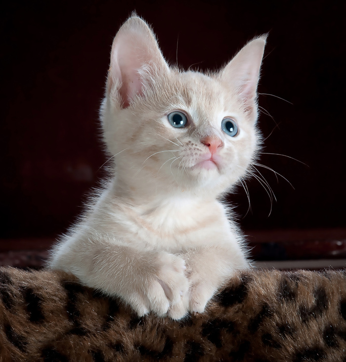 猫流浪猫野猫山猫动物猫仔设计素材小猫