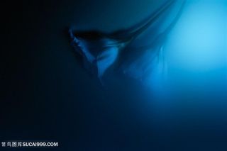 高清唯美暗光鲜花图片