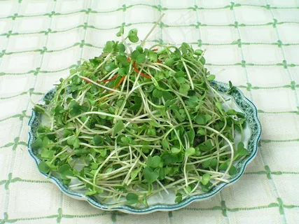 二萝卜苗   二萝卜苗