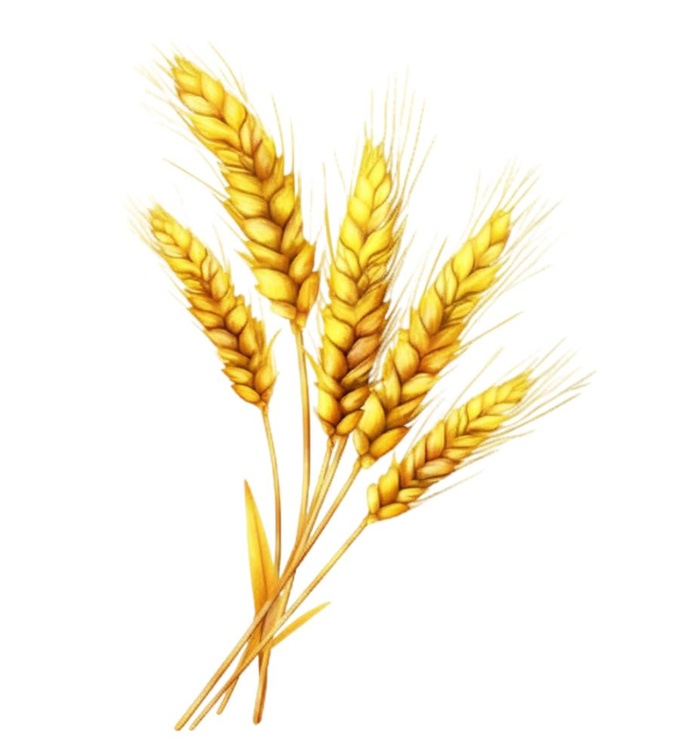 小麦麦穗金黄免抠