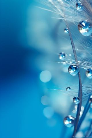 露珠蓝色清新大气背景