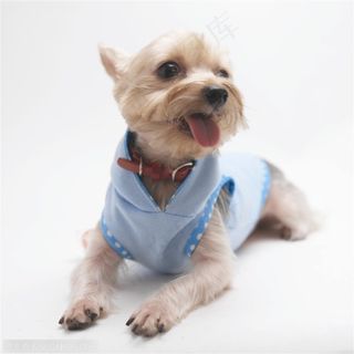 迷你犬-斜坐着的宠物狗