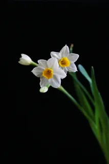 洁白的水仙花图片 洁白的水仙花图片