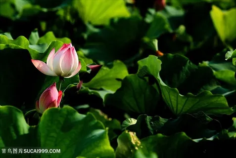 荷花塘里的白色荷花图片