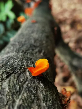 山路徒步遇到一枚可爱野生菌