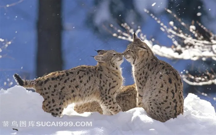 雪地里亲吻的小猫素材