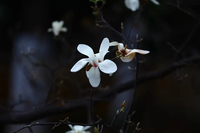 开放的玉兰花背景 开放的玉兰花背景