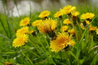 盛开的黄色野菊花图片