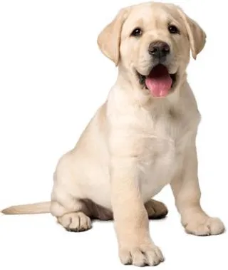 拉布拉多犬 PNG免抠