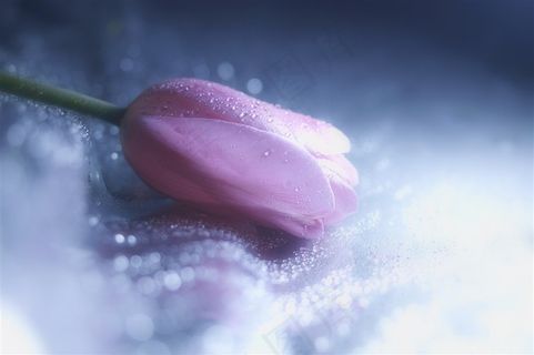 唯美粉色郁金香鲜花图片