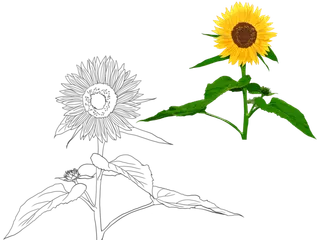向日葵线稿上色
