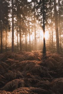 逆光树林唯美风景图片