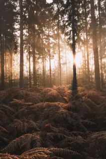 逆光树林唯美风景图片