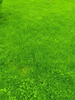 绿色青草地图片 绿色青草地图片