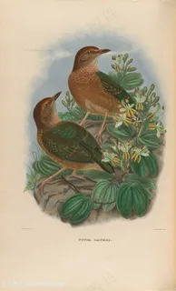 高清两只小鸟素材水彩油画图片