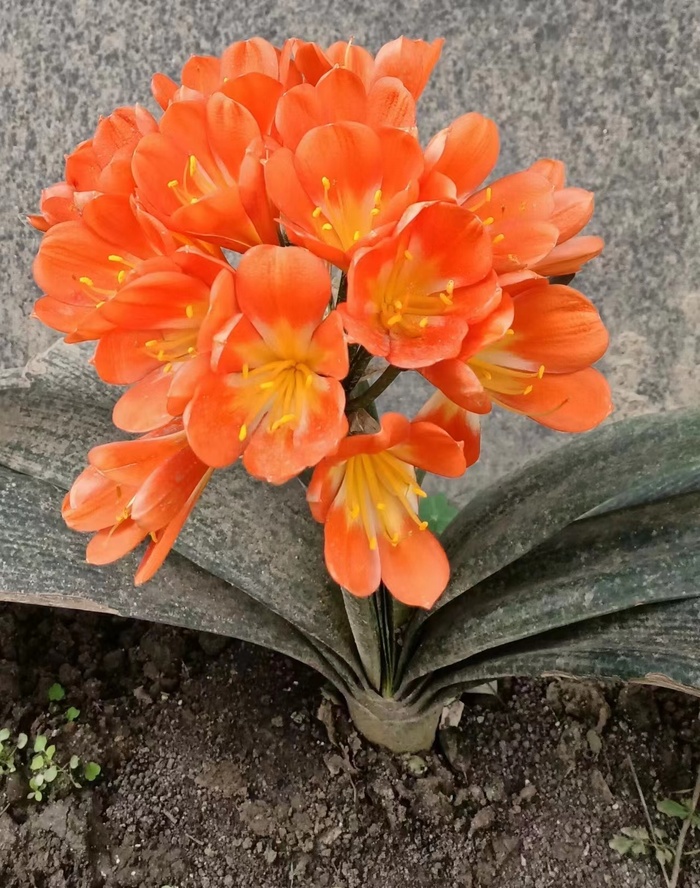 君子兰草本植物高清图