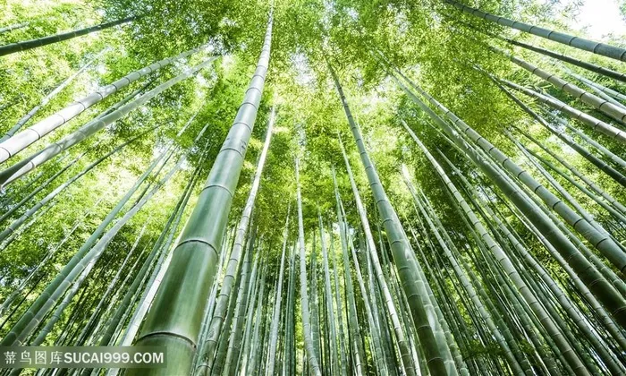 安吉竹林夏天