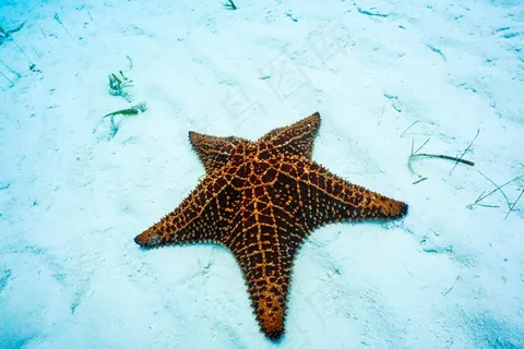 好看的海星图片 好看的海星图片