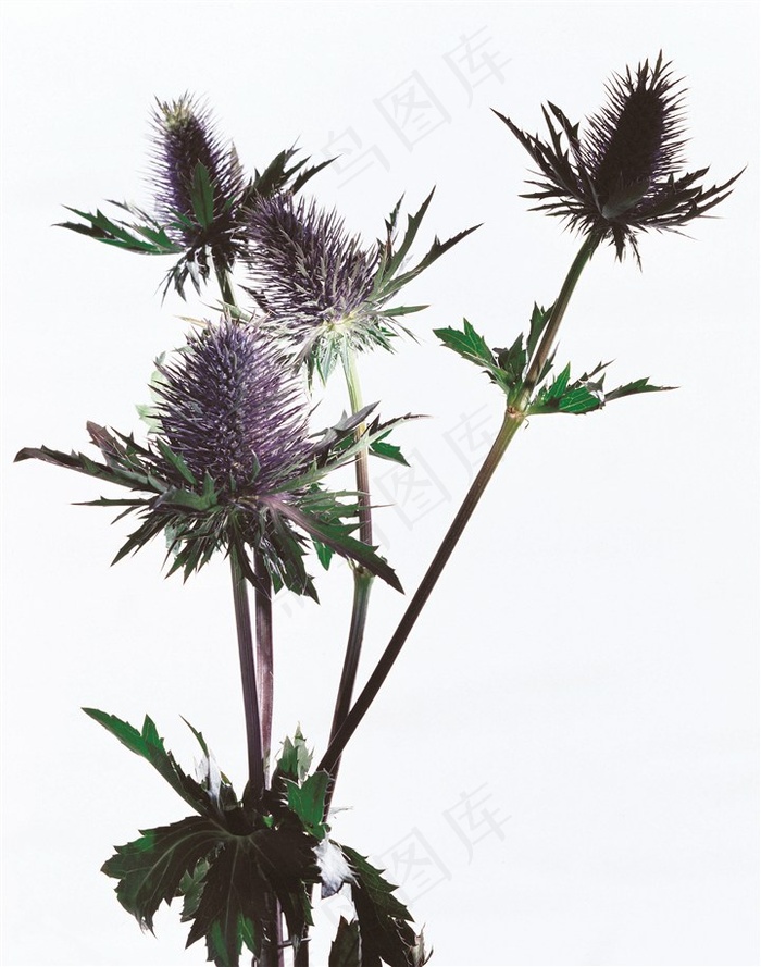 唯美植物图片