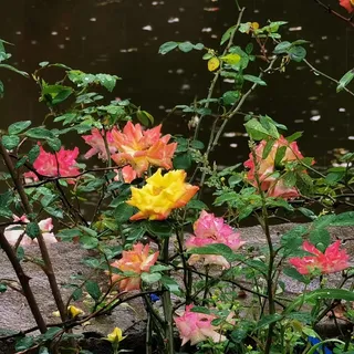 小溪边的花朵大图高清