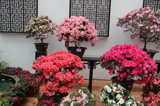 三角梅高清图片