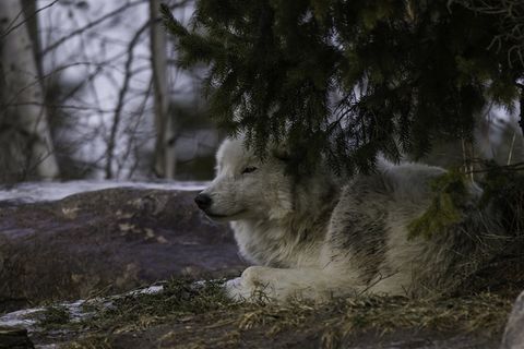 躲藏的白狼图片