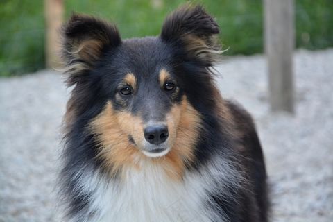 三色牧羊犬图片 三色牧羊犬图片