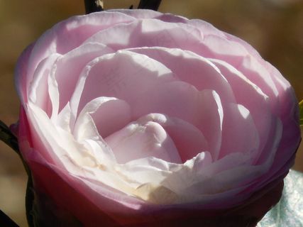 粉色茶花盛开图片