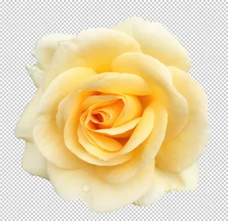 黄玫瑰免扣素材