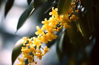 桂花黄色树叶质感背景