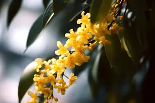 桂花黄色树叶质感背景