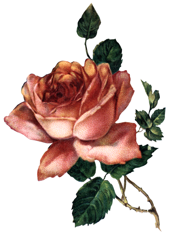 古典花卉png免扣素材