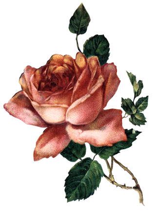 古典花卉png免扣素材