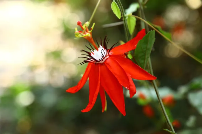 红色花朵特写 红色花朵特写