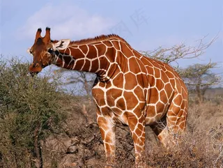 野生动物长颈鹿图片壁纸