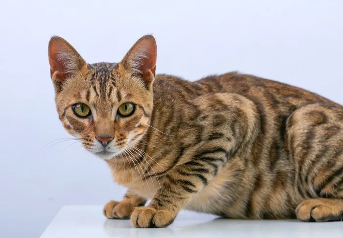 可爱猫咪猫猫摄影素材