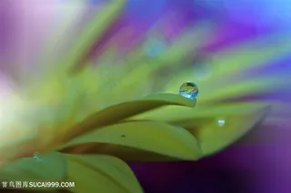 高清唯美水滴鲜花花瓣图片